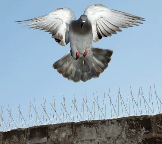 Bird Control Services