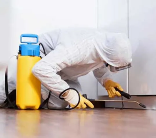 General Pest Inspection