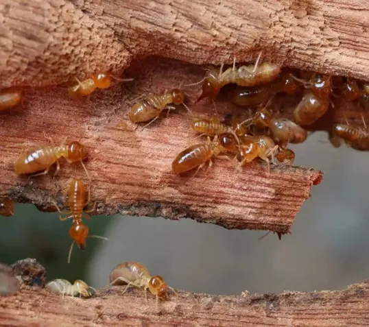 Termite Extermination